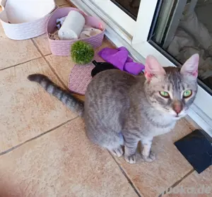 12 süße Katzen und Kätzchen suchen ein schönes Zuhause