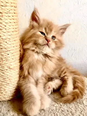 Prächtiges Maine Coon Kitten, bereit dein Herz im Sturm zu erobern.   