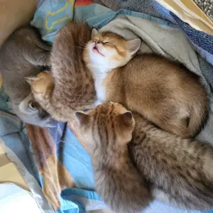 Bkh Kitten zum Verkaufen 