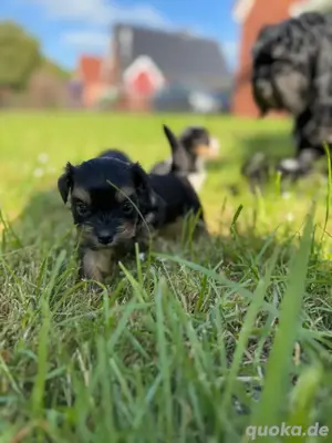 Süße Hundewelpen Havaneser bolonka