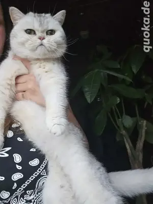 Britisch Kurzhaar Katze 