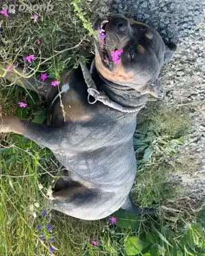 hund rüde oeb 3 jahre 
