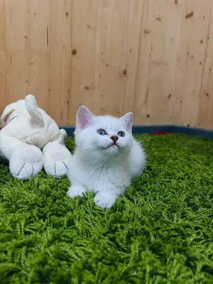 Reinrassige BKH Katerchen 2,5Monaten mit blaue Augen! Bild 8