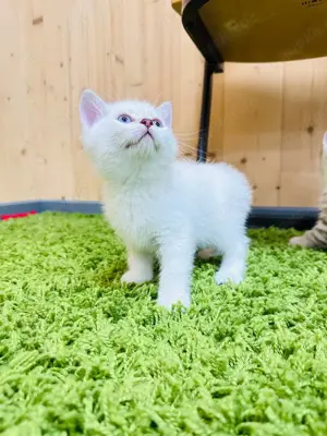 Reinrassige BKH Kater 2,5Monaten mit blaue Augen!