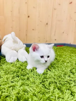 Reinrassige BKH Katerchen 2,5Monaten mit blaue Augen! Bild 6