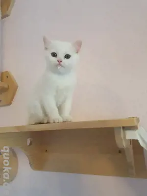 BKH Weißen Kitten mit dem blauen Auge 