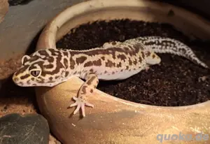 leopardgeckos 