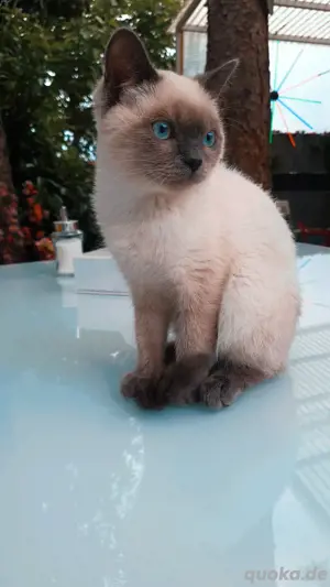 BKH-Katze 