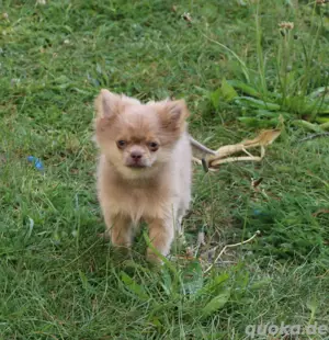 Chihuahua Mix  Rüde lilac fawn Bild 3