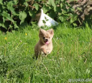 Chihuahua Mix  Rüde lilac fawn Bild 5