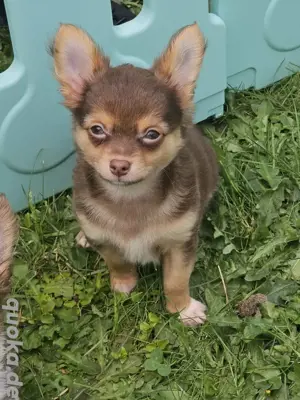 Bildschöne Chihuahuawelpen