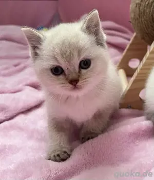 BKH Kitten 