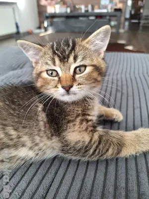 Reinrassige Britisch Kurzhaar Katzenbabys BKH Bild 3
