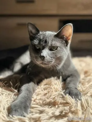 Kartäuser-Kater Blue