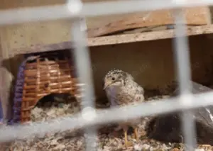 Hübsche chinesische Zwergwachteln