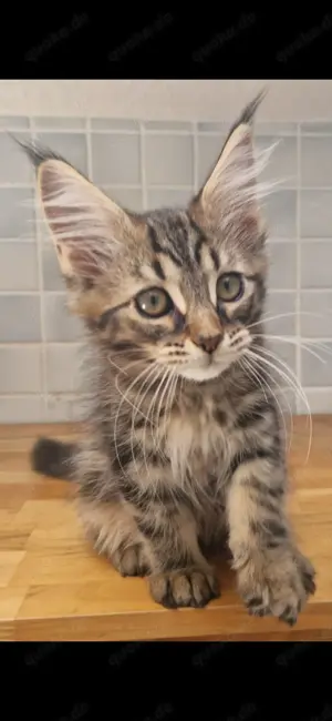 Maine Coon Kitten Black Classic Tabby Kater XXL