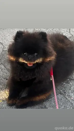 Zwergspitz (Pomeranian)