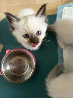 Edelmix Ragdoll-Birma kitten