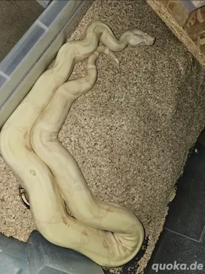Boa Constrictor Imperator Kaiserboa   Albino aus der Kahl Linie Lipstick