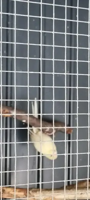 Ziegensittich Weibchen zu verkaufen 