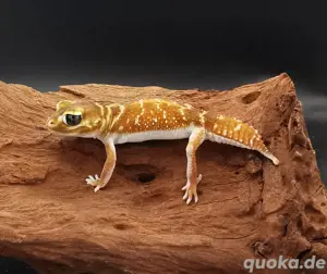1.1 Nephrurus Levis Levis (günstig siehe Beschreibung)
