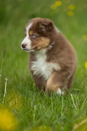 Australian Shepherd Welpen 