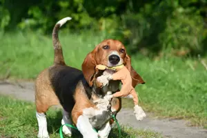 Valentin ein zauberhafter verspielter Basset Artesien Normand Rüde sucht dich.