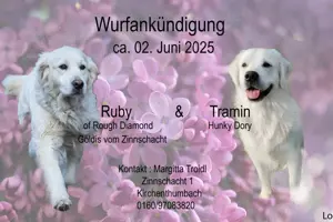 Wurfankündigung Golden Retriever Welpen 