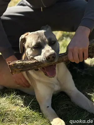 Deckrüde canecorso kangal