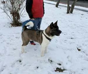 American Akita zu verkaufen 