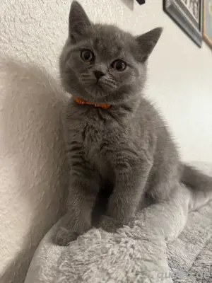  bkh kitten (abgabebereit)