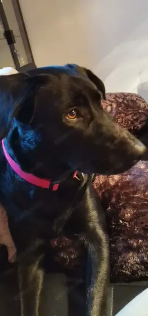 Emma sucht ein neues Zuhause