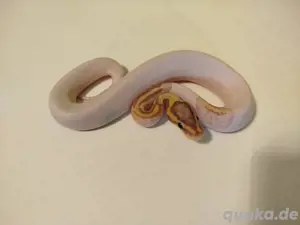 0.1 Banana Pastel Pied het Clown 