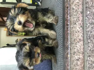 Weibchen Yorkshire Terrier ab sofort zu vermitteln 