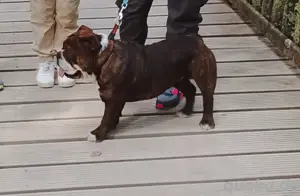 englische bulldogge 8 monate 
