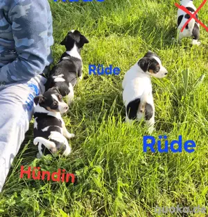 8 Wochen alte Jack Russell Welpen abzugeben