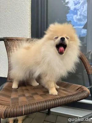 Pomeranians-Welpen. 