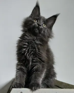 Maine Coon süße kitten 