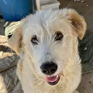 Arina, geb. ca. 10 2024, lebt in GRIECHENLAND, im städt. Tierheim Serres 