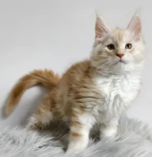Maine Coon süße Katerchen 