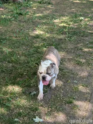 old english Bulldog 