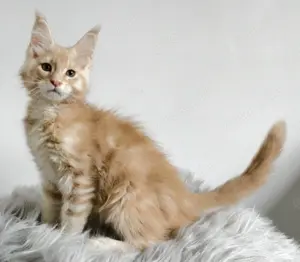 Maine Coon wunderschöne Creme Katerchen 