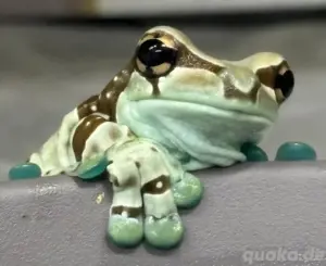 milk frog abzugeben 