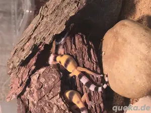 leopardgeckos Giant, Hypo,MS,Wild 