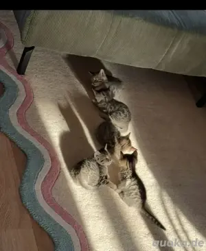 Kitten ein Mädchen und ein Junge Bild 5