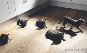 Kitten ein Mädchen und ein Junge Bild 2