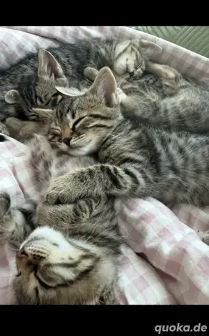 Kitten ein Mädchen und ein Junge Bild 6