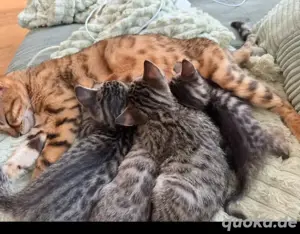 Kitten ein Mädchen und ein Junge Bild 3