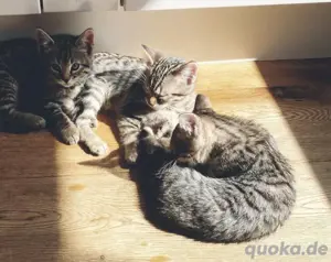 Kitten ein Mädchen und ein Junge Bild 4