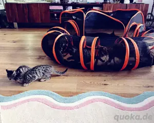 Kitten ein Mädchen und ein Junge Bild 7